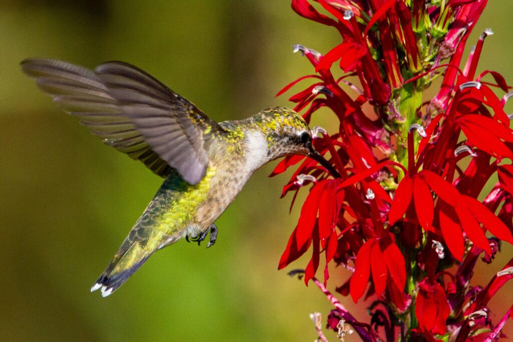 Native ruby-throated hummingbird feeds from a native cardinal flower, also known as red lobelia (Lobelia cardinalis). Photo credit Joshua J. Cotten via Unsplash. (Photo provided by Wild Ones Midcoast Maine)