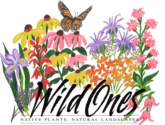 Native wild flowers and monach butterfly surrounding Wild Ones: Native Plants, Natural Landscapes